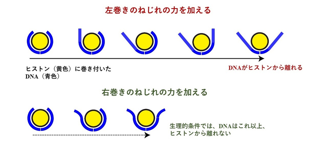 左巻きのねじれの力をDNAに加えると、DNAが固くまっすぐになりたがるため