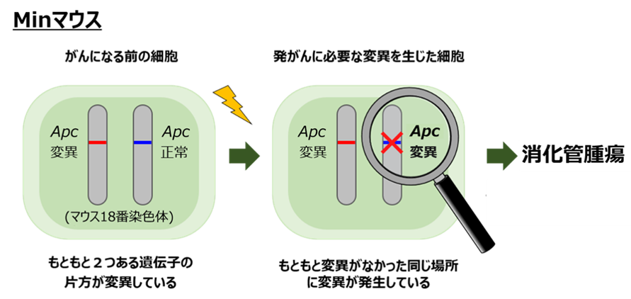 Minマウスに消化管腫瘍が発生する仕組み