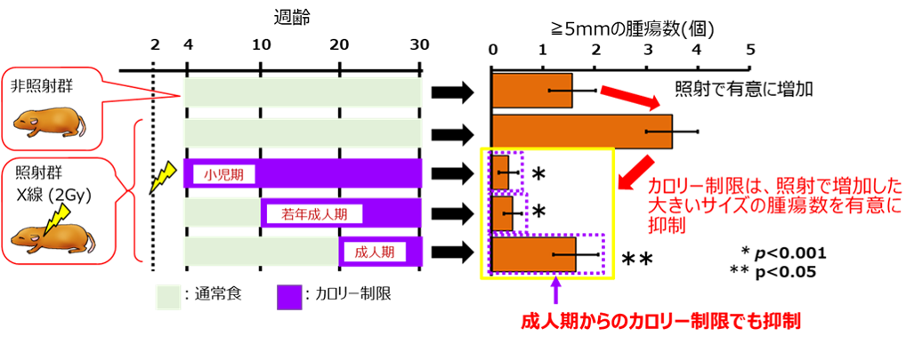 カロリー制限による5mm以上の腫瘍数の抑制効果