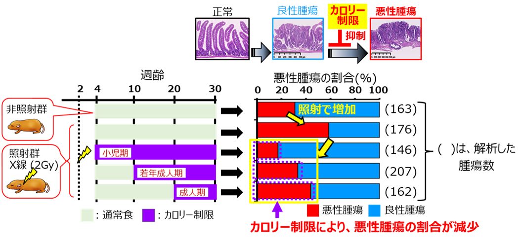 カロリー制限による腫瘍進展抑制効果