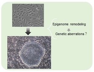 Stem Cell Biology Group Fig.