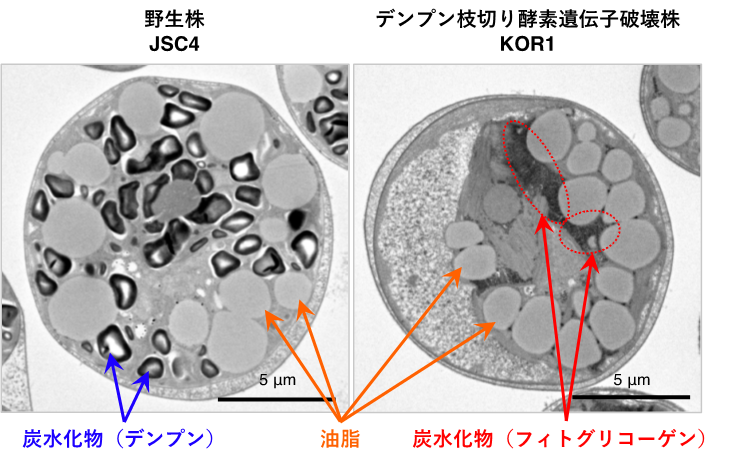 油脂生産性緑藻Chlamydomonas sp.の電子顕微鏡写真