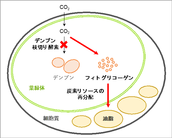 デンプン枝切り酵素遺伝子が破壊された微細藻類における油脂生産モデル