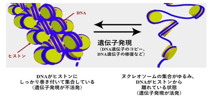 遺伝子発現のメカニズム