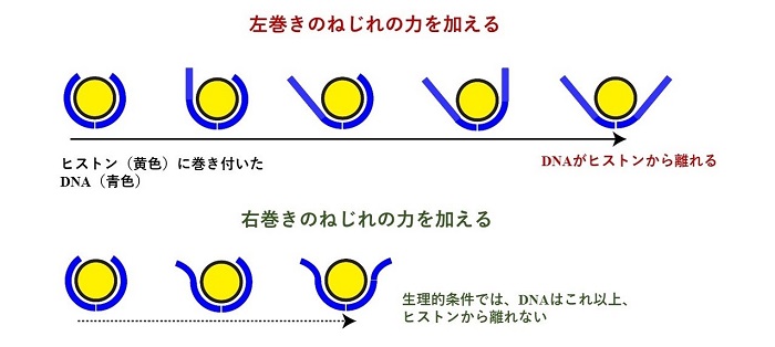 ねじれの向きとヒストン