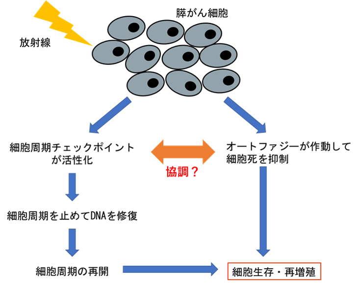 膵がんの放射線抵抗性メカニズムに関する仮説