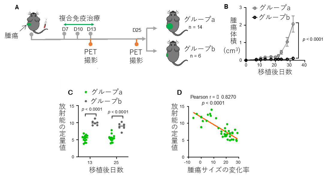 複合免疫治療とPET撮影スケジュール(A)、移植後の腫瘍の成長曲線(B)、治療効果が異なる両群の腸間膜リンパ節における放射能の定量値(C)、腸管膜リンパ節における放射能の定量値と腫瘍サイズの変化比率との相関(D)