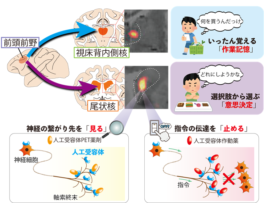 本研究の概要図