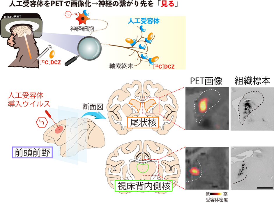 前頭前野に導入した人工受容体をリアルタイムに可視化して、経路を明らかに