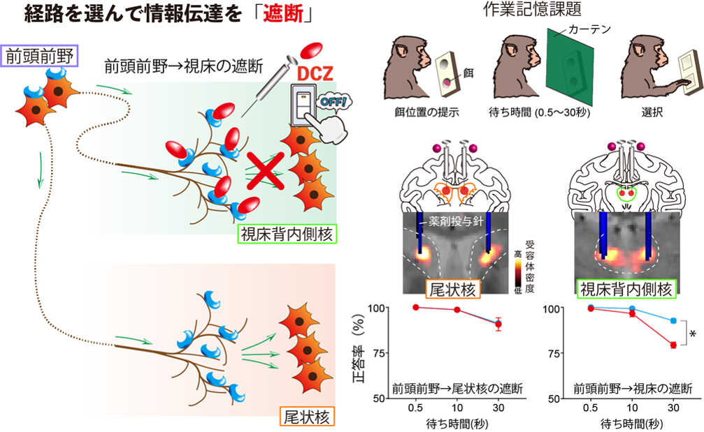 各経路を遮断した際の作業記憶に与える影響 