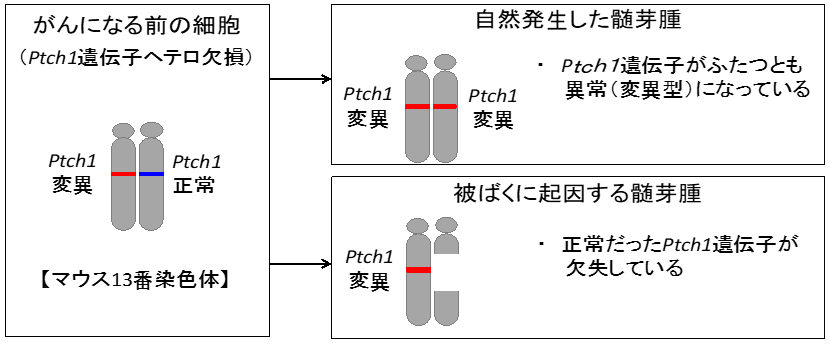 「自然に発生したがん（髄芽腫）」と「被ばくに起因するがん（髄芽腫）」の見分け方