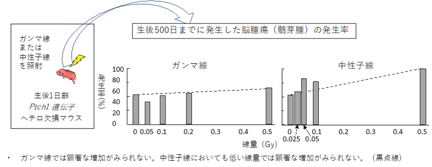 実験方法、線種･線量とがん（髄芽腫）発生率との関係