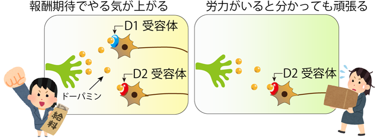 本研究で明らかとなった2つの「やる気」調節の仕組み