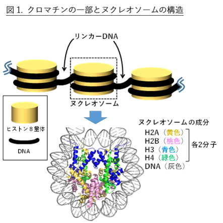 クロマチンの一部とヌクレオソームの構造