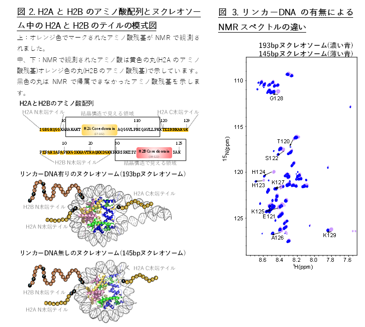 H2AとH2Bのアミノ酸配列とヌクレオソーム中のH2AとH2Bのテイルの模式