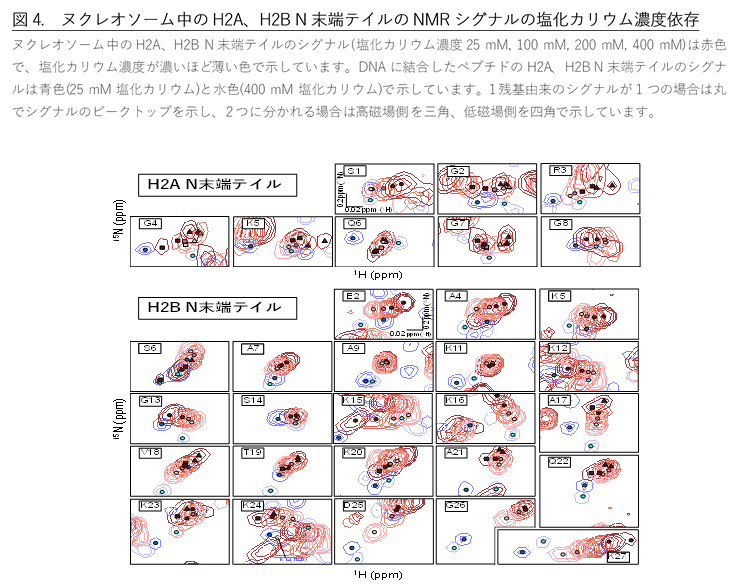 ヌクレオソーム中のH2A、H2B N末端テイルのNMRシグナルの塩化カリウム濃度依存