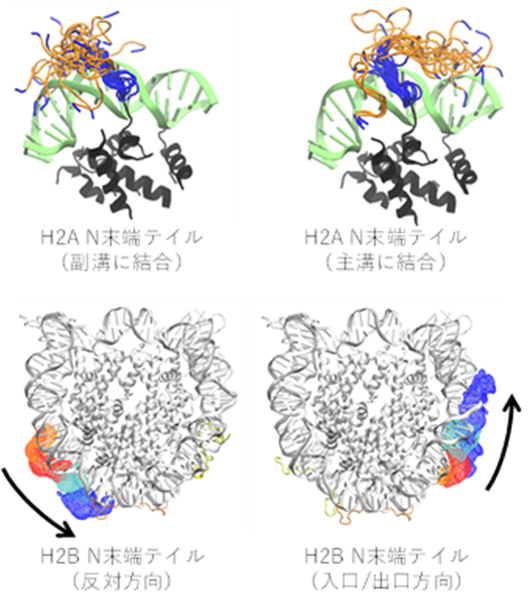 MDシミュレーションで示されたヌクレオソーム中のH2A、H2Bテイルの配置