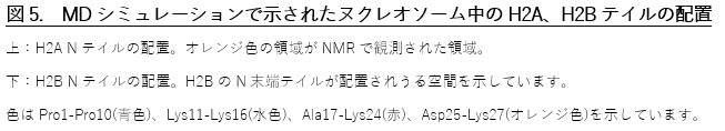 色はPro1-Pro10(青色)、Lys11-Lys16(水色)、Ala17-Lys24(赤)、Asp25-Lys27(オレンジ色)を示しています。