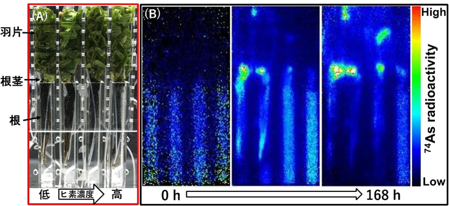 (A)PETIS実験の撮像領域　(B) PETISを用いたモエジマシダ中のヒ素分布状態の経時変化