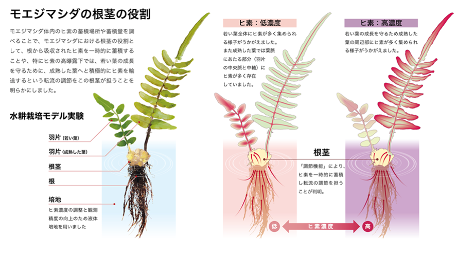 モエジマシダの根茎の役割について