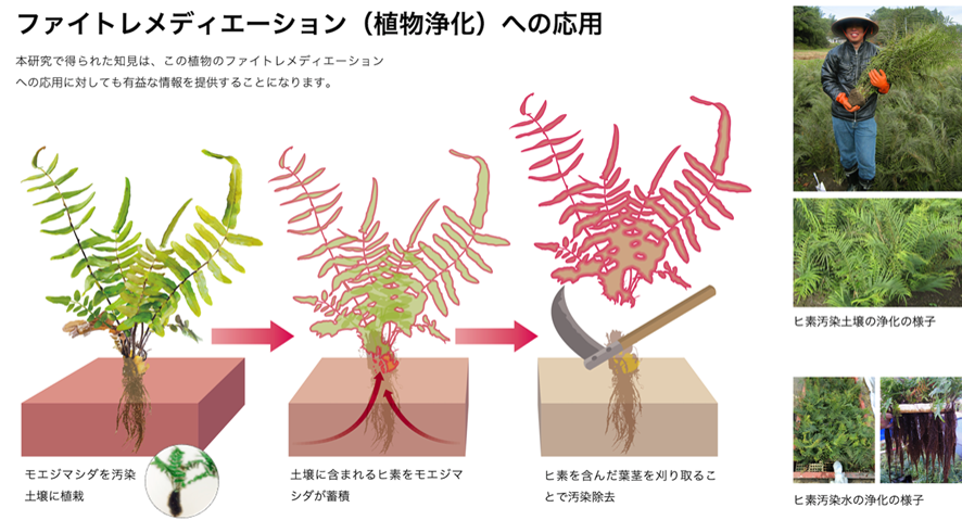 ファイトレメディエーションの概略およびモエジマシダを用いたヒ素汚染土壌とヒ素汚染水の浄化