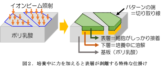 培養中に力を加えると表層が剥離する特殊な仕掛け