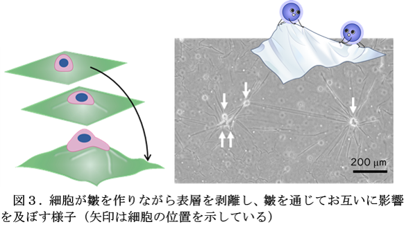 細胞が皺を作りながら表層を剥離し、皺を通じてお互いに影響を及ぼす様子（矢印は細胞の位置を示している）