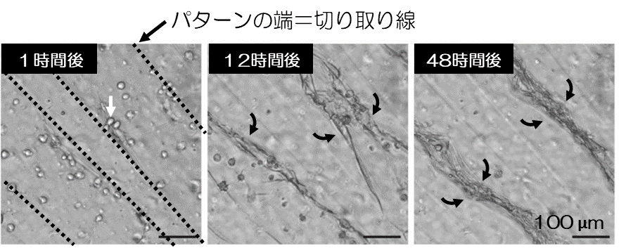 細胞が切り取り線から表層を剥がし、立体的に変形していく様子