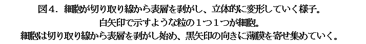 白矢印で示すような粒の１つ１つが細胞