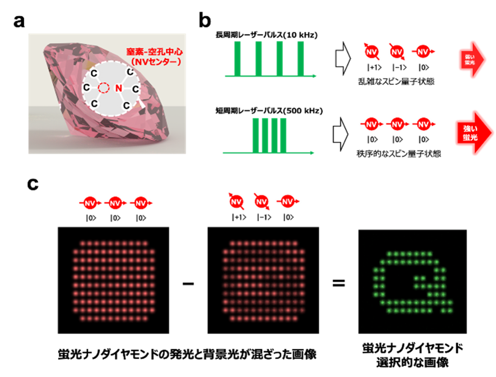 (a)Nvセンターの構造。(b)開発技術で利用したNvセンターの性質