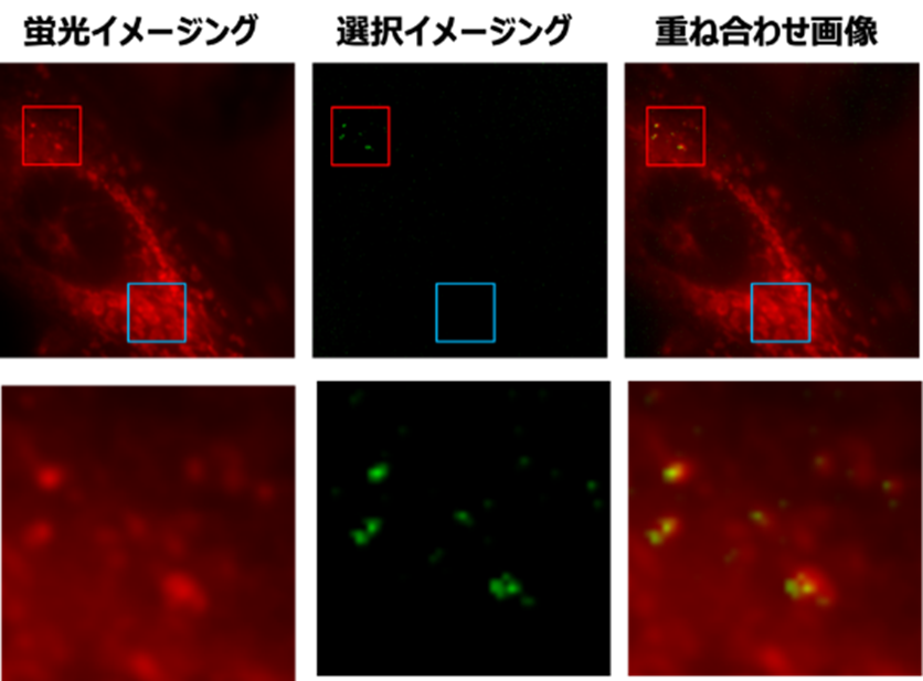 開発技術による培養細胞内での蛍光ナノダイヤモンドの選択イメージング