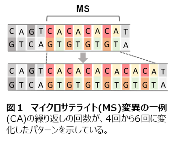 マイクロサテライト