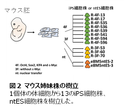 マウス変異株