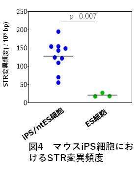 マウスiPS細胞におけるSTR変異頻度