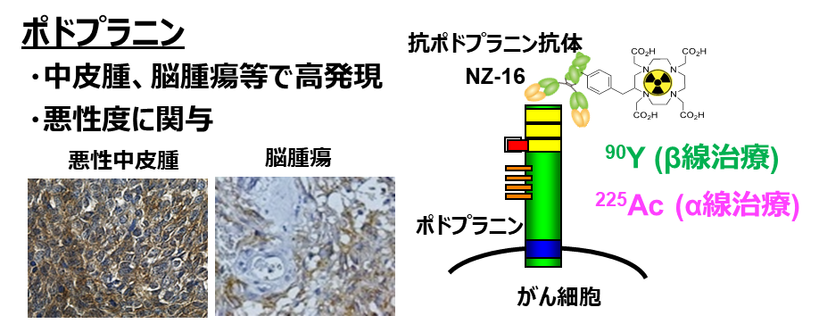 ポドプラニン及び放射性標識抗体