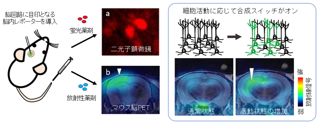 （左）蛍光と放射線を利用して神経細胞と回路全体を同じ動物脳で画像化 （右）細胞活動に応じて合成スイッチがオンとなる細工を施したウイルスベクターで脳内レポーター遺伝子を海馬の神経細胞に導入し、回路が活動する状態をPET画像化
