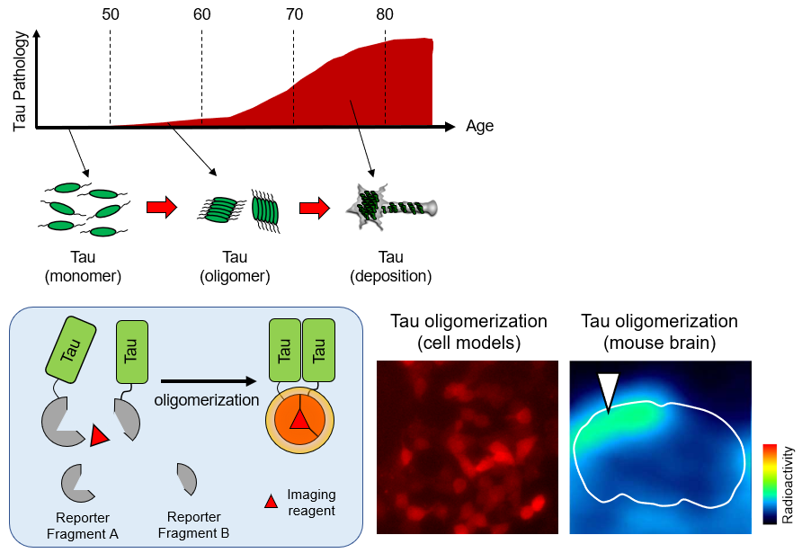 In vivo visualization of tau oligomerization