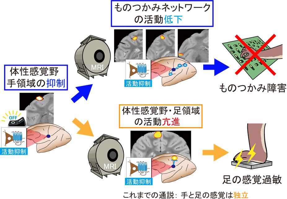 本研究の概要図