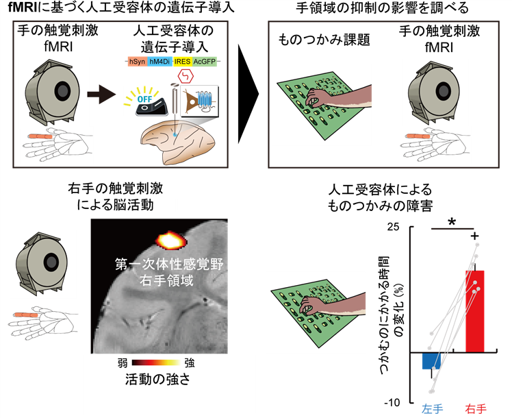 手の触覚刺激による第一次体性感覚野・手領域の脳活動をfMRIで捉え、そこに「スイッチ」として働く人工受容体を導入して活動を止めると、物をうまくつかめなくなる