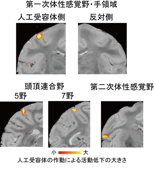 第一次体性感覚野の活動が下がると、「ものつかみネットワーク」への情報の流れも遮断される