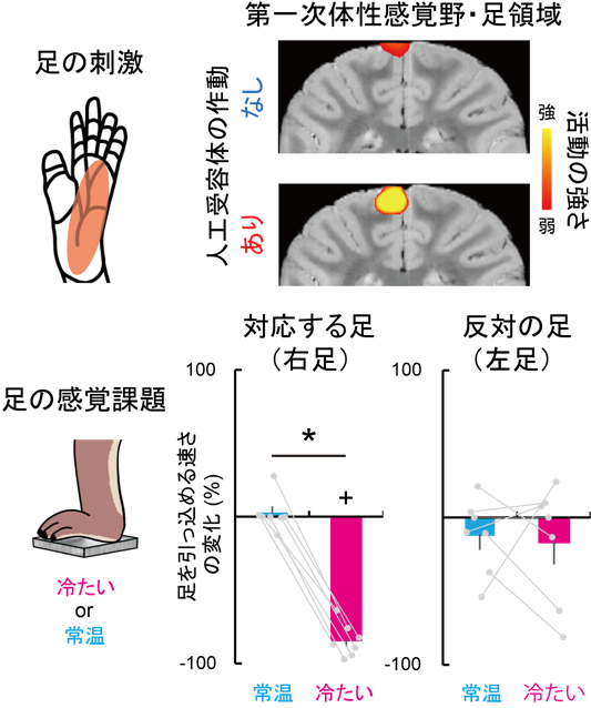 手領域の活動を止めると、意外にも足領域の活動が上がり、足の感覚が過敏になる。 