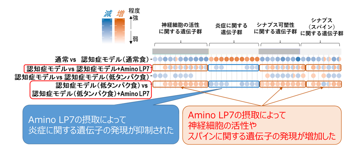 大脳皮質における網羅的遺伝子解析結果