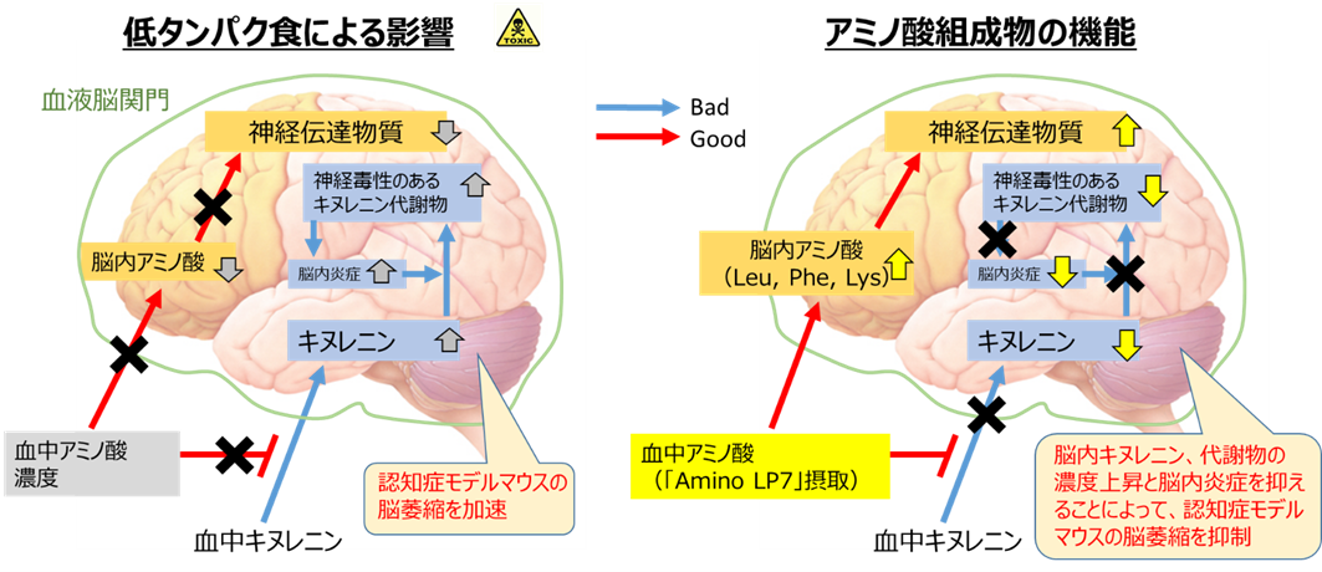 Amino LP7が脳機能維持に寄与するメカニズムのまとめ