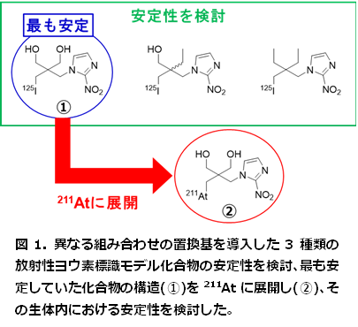 異なる組み合わせの置換基を導入した3種類の放射性ヨウ素標識モデル化合物の安定性を検討、最も安定していた化合物の構造(1)を211Atに展開し(2)、その生体内における安定性を検討した。