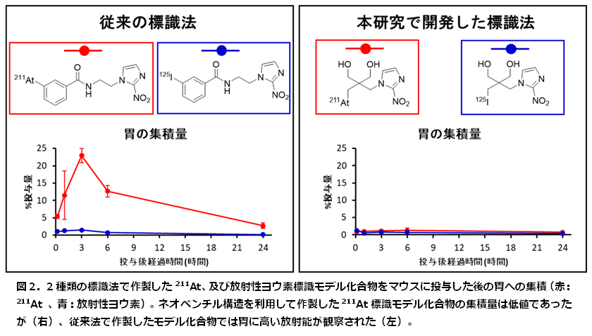 ネオペンチル構造を利用して作製した211At標識モデル化合物の集積量は低値であったが（右）、従来法で作製したモデル化合物では胃に高い放射能が観察された（左）