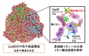 CuNIR 中性子結晶構造解析図