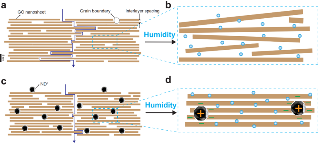 GO膜とGO/ND+複合膜の模式図 (a)密に積層したGO膜 (b)GO膜が水分により膨潤し、積層が崩れる (c)GOの積層を大きく変えずに、ND+を導入した膜 (d)高湿度下においてND+が電荷を打ち消し、GO膜を安定させる