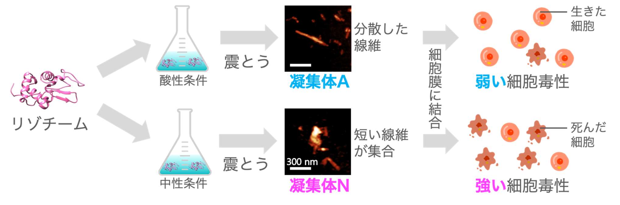 異なる細胞毒性を示すリゾチームアミロイド凝集体