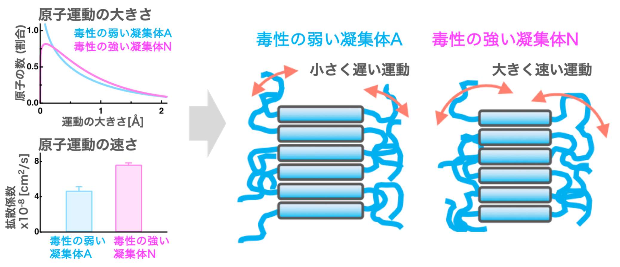 異なる細胞毒性を示すリゾチーム凝集体を構成する原子運動の大きさ及び速さの比較