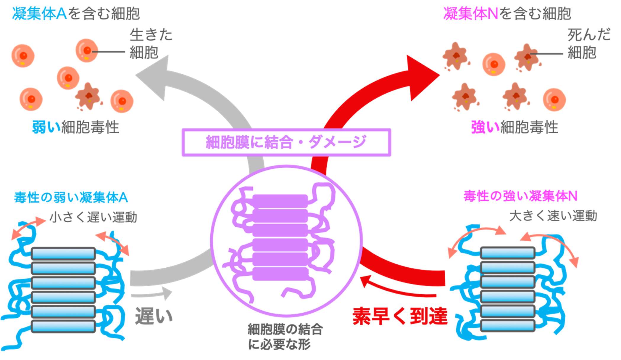 本成果から推測される原子運動の異なる凝集体が細胞毒性の差を引き起こす仕組み